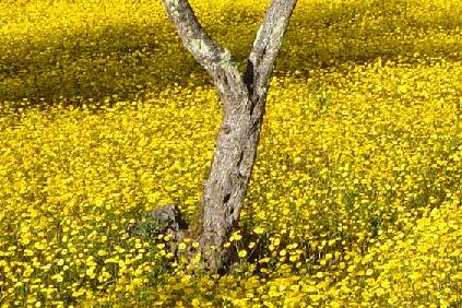 campo de flores silvestres