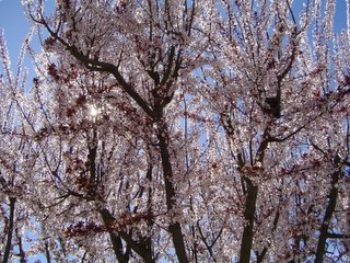 ameixoeiras bravas em flor