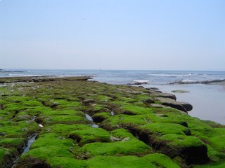 sem verde suficiente