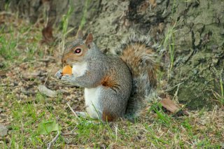 esquilo a comer damasco seco