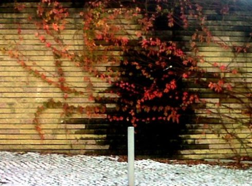 IMG06269-20121128-0938a